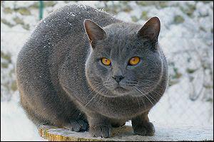 Quelle est la race de ce chat originaire de Turquie et d'Iran, import en France pendant les croisades ?
