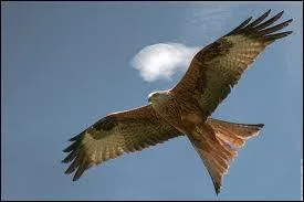 Quel est cet animal ?