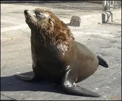 Quel est cet animal ?