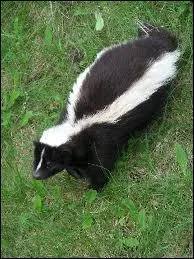 Quel est cet animal ?