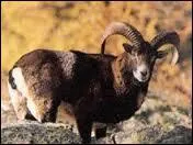 Quel est cet animal ?