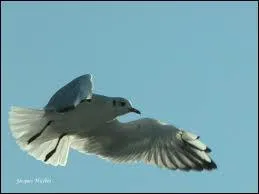 Quel est cet animal ?