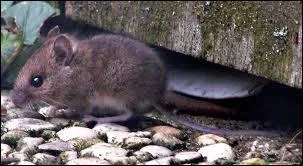 Quel est cet animal ?