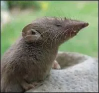 Quel est cet animal ?