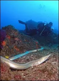 Quel est cet animal ?