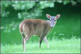 Quel est cet animal ?