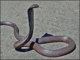 Quel est cet animal ?