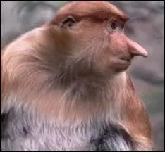 Quel est cet animal ?