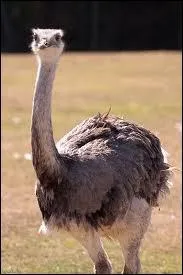 Quel est cet animal ?