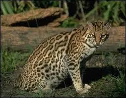 Quel est cet animal ?