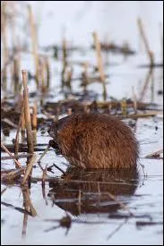 Quel est cet animal ?