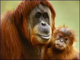 Quel est cet animal ?