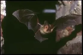 Quel est cet animal ?