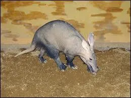 Quel est cet animal ?