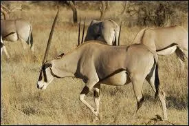 Quel est cet animal ?