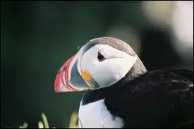 Quel est cet animal ?