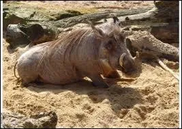 Quel est cet animal ?