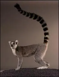 Quel est cet animal ?