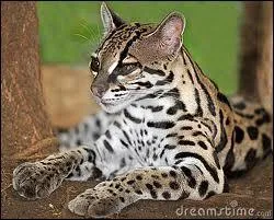 Quel est cet animal ?