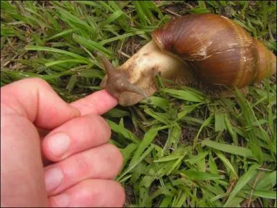 Quel est cet animal ?