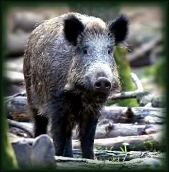 Quel est cet animal ?