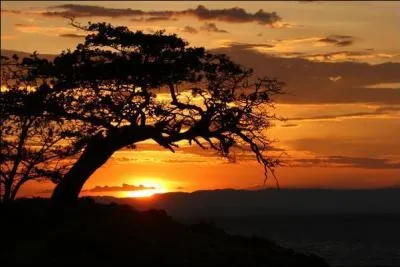 Sous quel arbre  tronc pais y a-t-il les palabres traditionnelles africaines ?