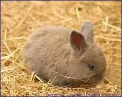 Que donnent le lapin et la lapine ?