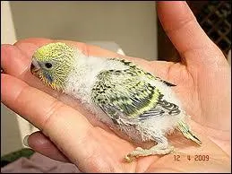 Comment se nomme le petit de la Perruche ?