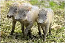 Qui est le petit du Phacochre ?