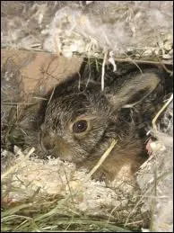 Qui est la mre du levraut ?