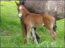 Comment s'appelle le bb femelle du cheval ?