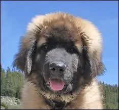 Comment se nomme le bb femelle du chien ?