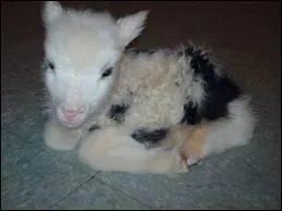 Quel est le bb femelle de la Brebis ?