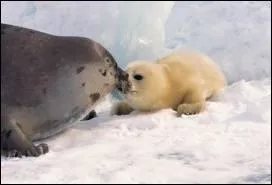 Comment se nomme le petit du phoque ?