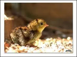 Comment appelle-t-on le petit de la caille ?