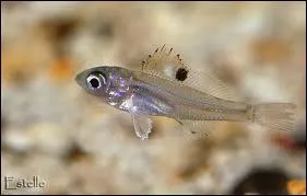 Quel est le petit du poisson ?
