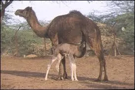 Comment s'appelle le petit du chameau ?