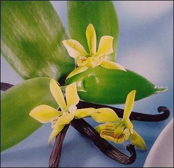 Parmi les pays proposs, lesquels cultivent la vanille ?