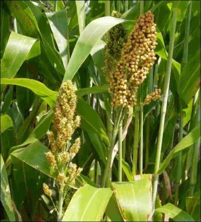 Quelle est cette crale africaine ?