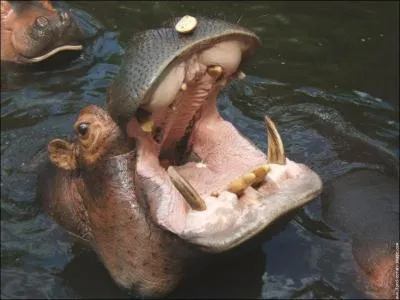 O trouve-t-on les hippopotames ?