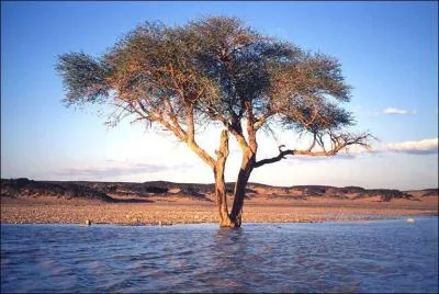Lequel de ces arbres pousse en Afrique subsaharienne ?