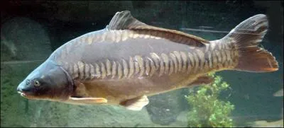 Ce poisson est trs volumineux par rapport aux poissons avec lesquels il cohabite :