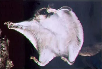 Cet cureuil peut planer grace  une peau spciale :