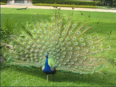Ce bel oiseau bleu  l'allure divine est originaire de l'Inde :