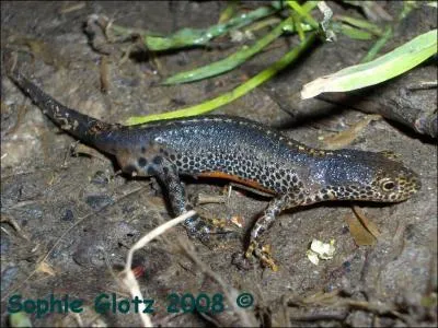 Cet amphibien est appel triton :