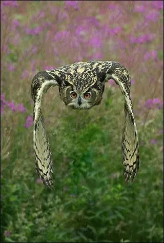 Cet oiseau nocturne se nourrit de souris et de petits oiseaux :