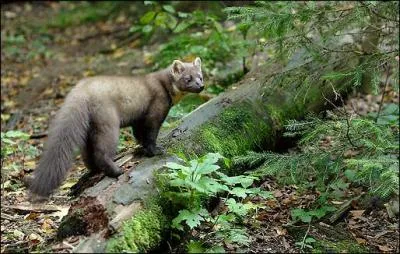 Ce mustelid chasse les cureuils  travers les arbres :
