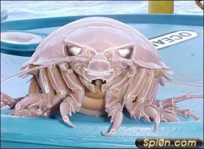 Quel est cet animal ?