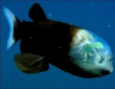 Quel est cet animal ?