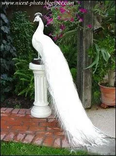 Quel est cet animal ?